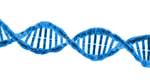 What is DNA?