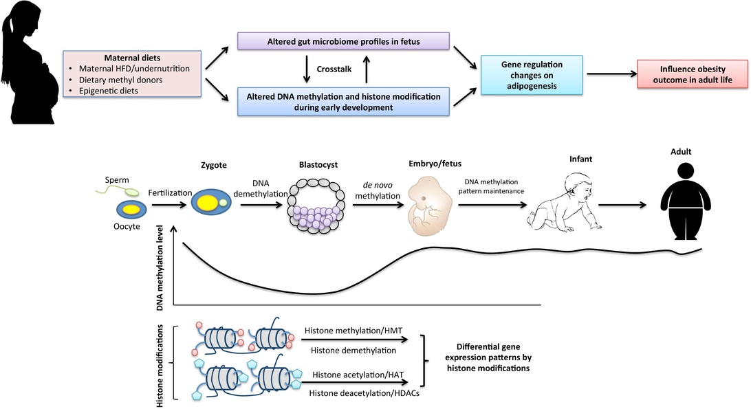 The Role of Epigenetics in Personality Development