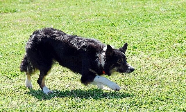 Border Collie crouching alertly on a sunlit grassy field
