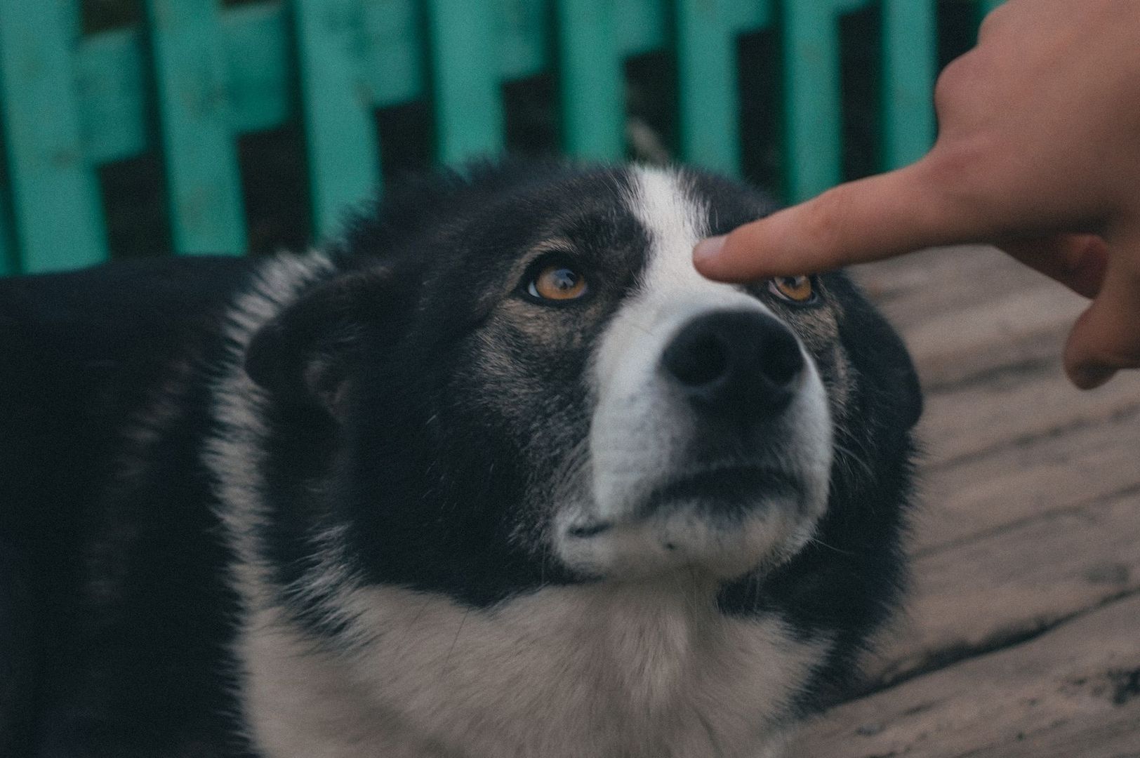 Black-and-white dog making eye contact as a person touches its forehead