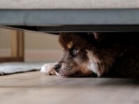 Why Some Dogs Fear Thunder: The Genetics Behind Canine Sound Sensitivity