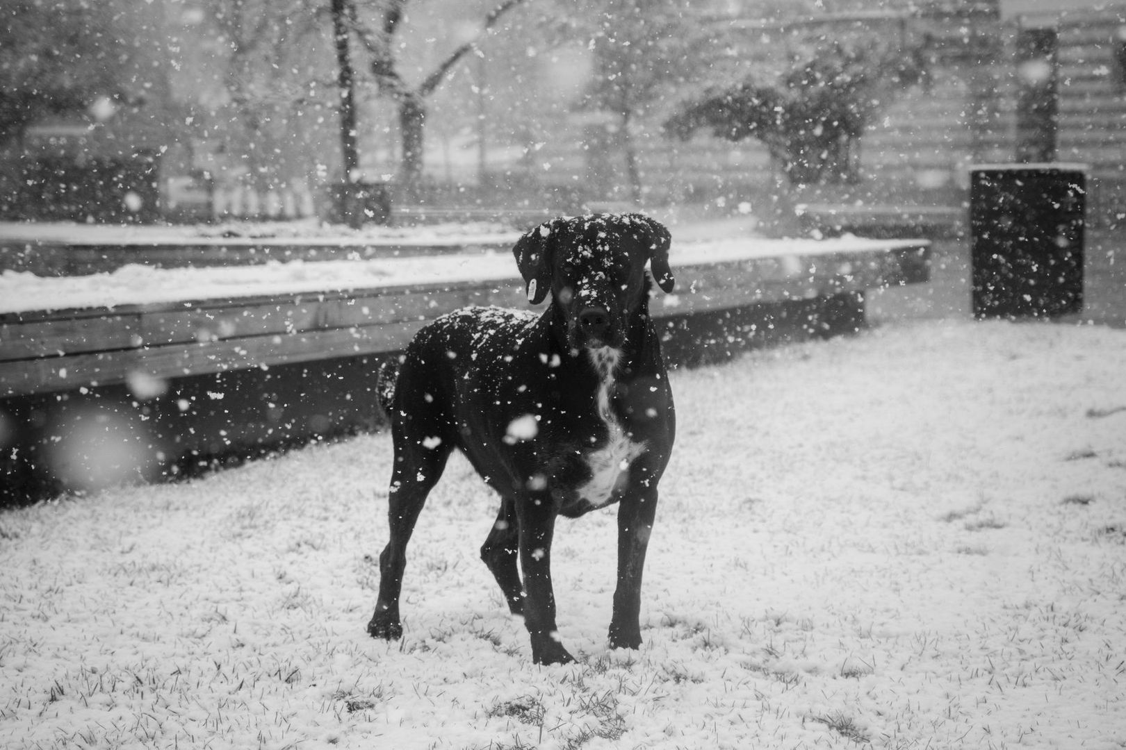 Black dog standing in falling snow, illustrating canine reactions to storms