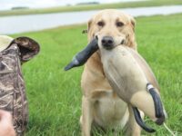 Rewiring the Hunt: How Selective Breeding Altered the Canine Predatory Motor Sequence