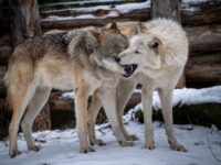 The Friendly Gene: How Chromosome 6 Rewired the Canine Social Brain