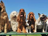 Why Your Dog’s Breed Tells Only Half the Story: The Science of Within-Breed Diversity