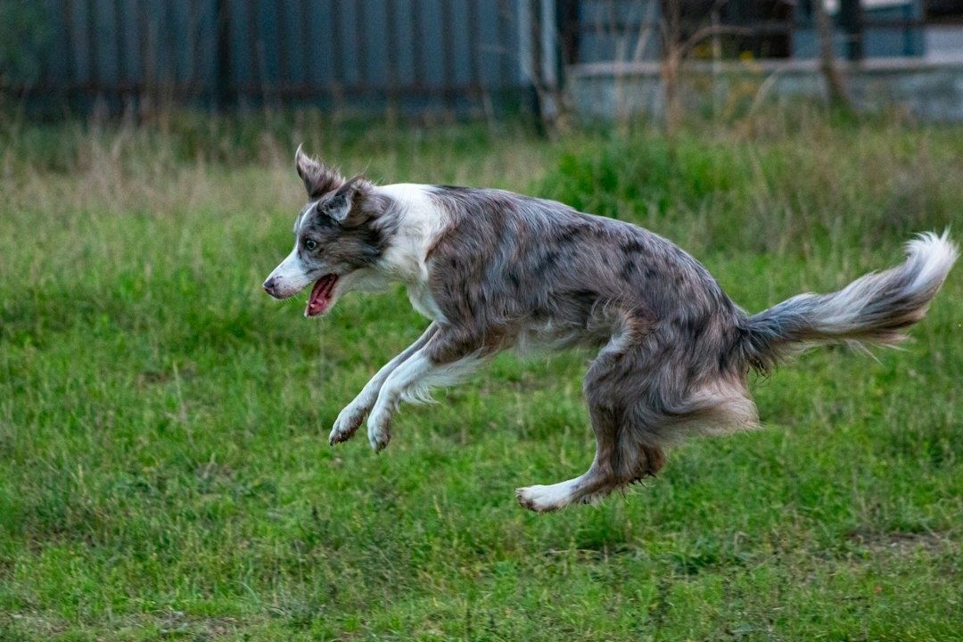 Merle-coated dog running through a grassy field with legs airborne